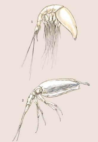 Subclass Tantulocarida