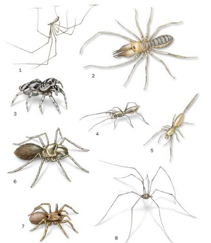 1. Cellar spider (Pholcus phalangioides); 2. Egyptian giant solpugid (Galeodes arabs); 3. Zebra spider (Salticus scenicus); 4. Agastoschizomus lucifer; 5. Eukoenenia draco; 6. Atypus affinis; 7. Spruce-fir moss spider (Microhexura montivaga); 8. Harvestman (Phalangium opilio).