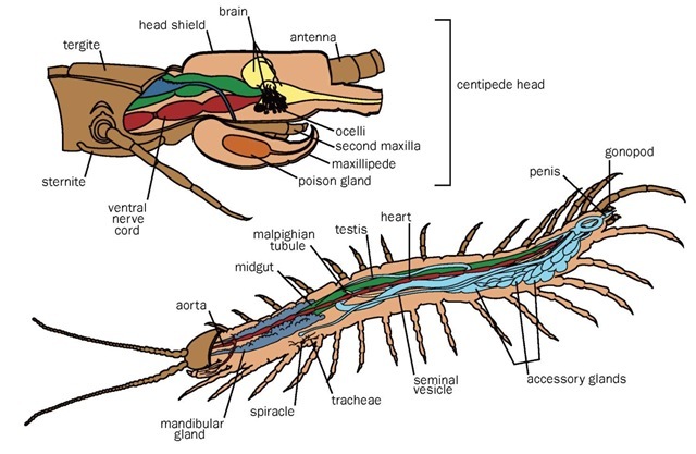 Centipede anatomy.