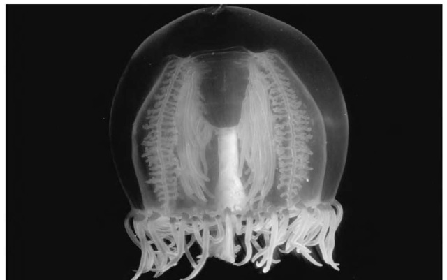 Like many marine creatures, jellyfish produce their own light through phosphorescence.