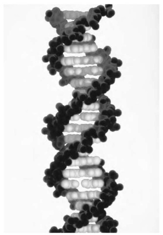 Computer model of DNA, showing its double helix, or spiral staircase, form, which links the chemical bases of DNA in pairs. Each side of the ladder is identical to the other; if separated, each would serve as the template for the formation of its mirror image.