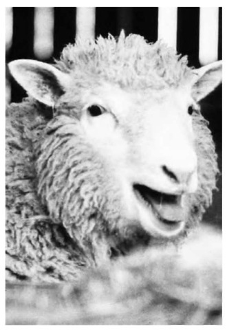 On February 24, 1997, the first mammal cloned from an adult cell, a lamb named dolly (shown here as an adult), was born in edinburgh, scotland. 