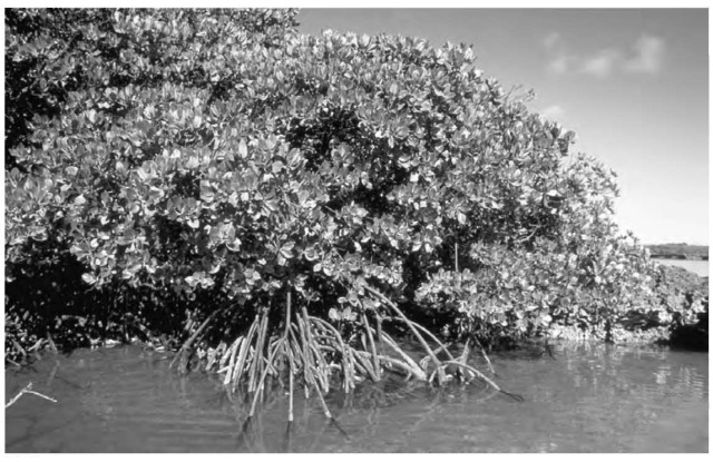 A variety of angiosperm, mangrove trees are found in low-lying, muddy regions near saltwater, where the climate is humid. A mangrove forest is poor in species: only organisms that can tolerate flooding and high salt levels are capable of surviving. 