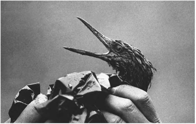 An oil-covered bird, victim of the 1989 Exxon Valdez's oil spill in Prince William Sound, Alaska.