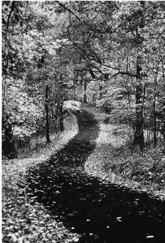 Leaves on the forest floor are an example of humus, a component of the A horizon, or top-soil.