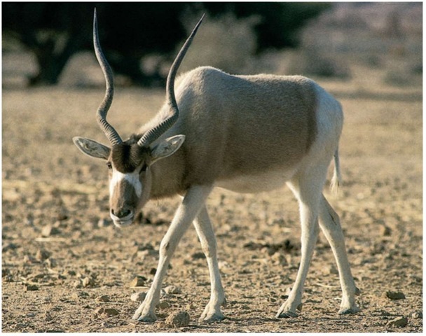 An addax is a desert animal that eats plants to receive the water it needs.
