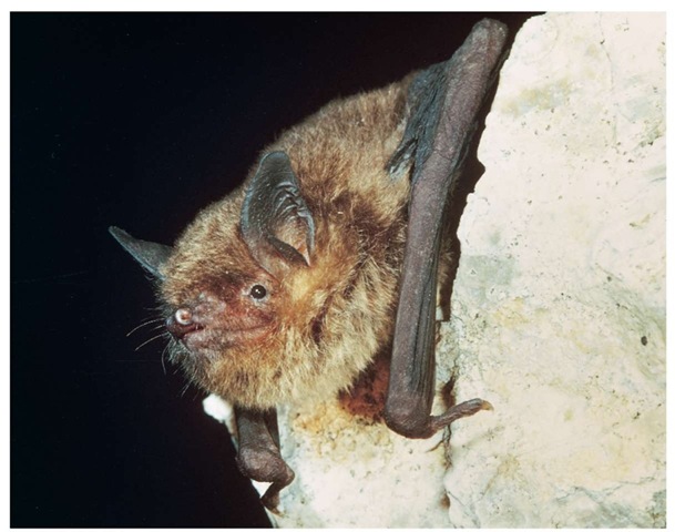 Although called the gray bat, these animals are actually reddish-brown in color.