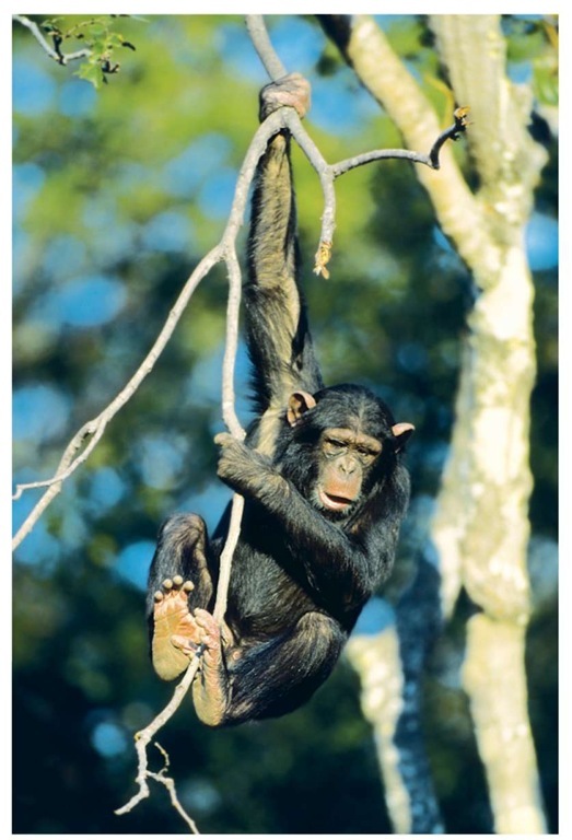 Because they are most closely related to humans, chimpanzees are often used as research subjects in medical experiments.