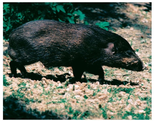 The pygmy hog is one of the most endangered mammals on Earth because of habitat loss. If this habitat loss continues, the pygmy hog will probably face extinction soon.