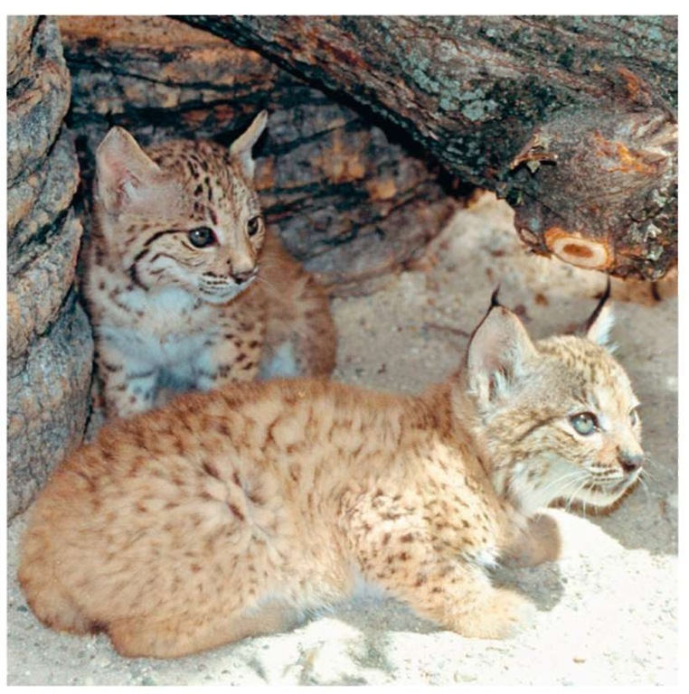 The Iberian lynx, also known as the Spanish lynx, is the most endangered wild cat species in the world.