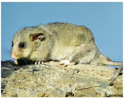 Opossum slubbing image