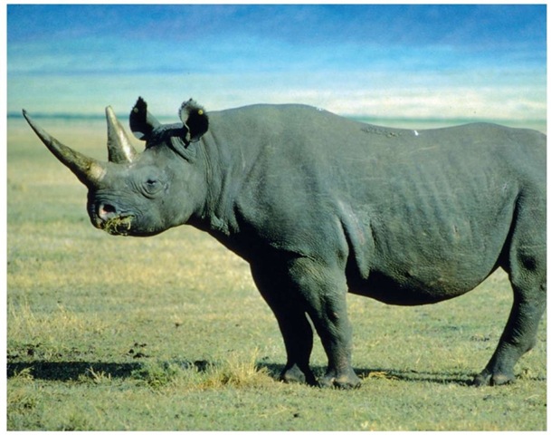 Although named the black rhinoceros, the animal is often gray in color.