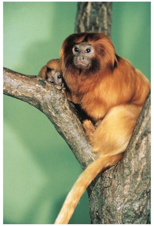 A golden lion tamarin perched on a tree branch. As tree dwellers, tamarins travel from tree to tree in search of food.