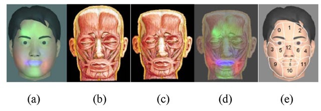  (a) NMF learned parts overlaid on the generic face model; (b) the facial muscle distribution; (c) the aligned facial muscle distribution; (d) the parts overlaid on muscle distribution; (e) the final parts decomposition.