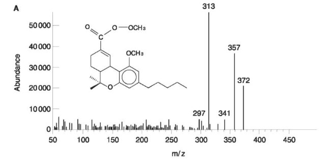 Mass spectrum of (A) methylated carboxy-THC using trimethylsulfonium hydroxide (TMSH) as derivatizing agent; 