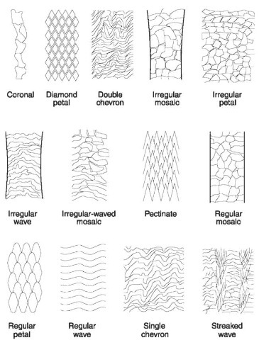 Scale patterns. Details of patterns seen on hairs of different families of animals.