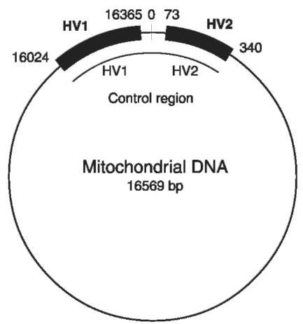 Locations of the two HV regions on the mtDNA circle.