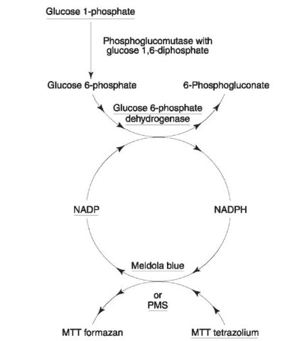 Pathway for phosphoglucomutase reaction. Reagents underlined are those that are added to the reaction mix. PMS = phenazine methosulfate; MTT = 3-[4,5-dimethylthiazol-2-yl] 2,5-diphenyltetrazolium bromide.