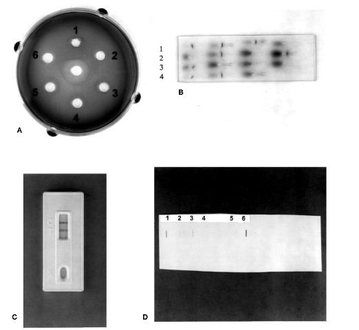 Common methods for species determination. (A) Ouchterlony double diffusion: samples Ithrough 5 show a positive reaction with antiserum (center well). (B) Crossover electrophoresis: samples 1, 3 and 4 are positive; sample 2 is a negative control. (C) Rapid immunoassay: T, test sample with a positive result; C, positive control. (D) Human DNA quantitation: slot blot showing various positive DNA concentration standards (1-4), negative control (5) and positive test sample (6).