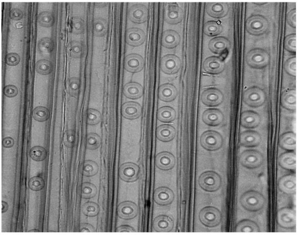 Radial section of wood from Pinus resinosa showing vertical tracheids with bordered pits arranged on their surfaces. Original magnification x 383.