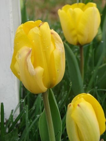 [tulipyellow1[3].jpg]