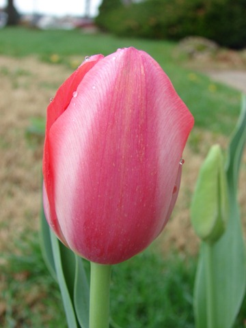 [tulipfuschia1[3].jpg]
