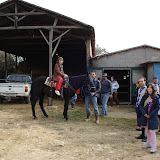 omada_horses_avanta