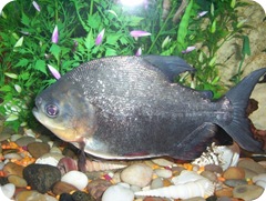 molly-pacu