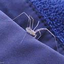 Harvestman