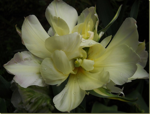 DSCN1951 DSCN1951