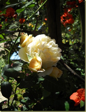 DSCN3305 DSCN3305