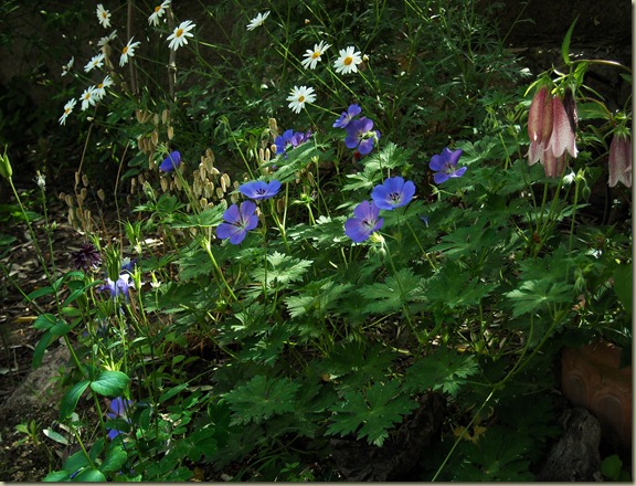 Geranium Jolly Bee 3