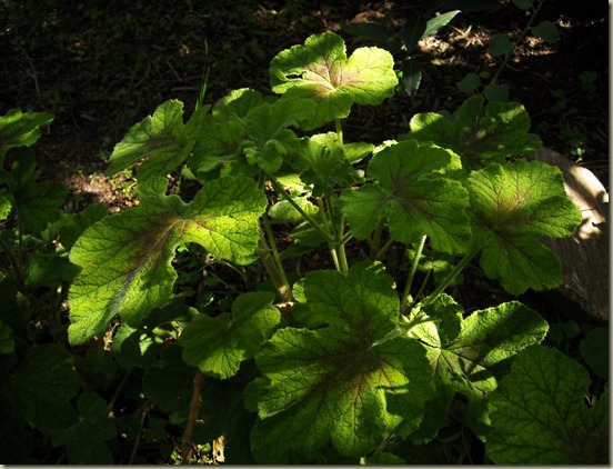 Chocolate Peppermint