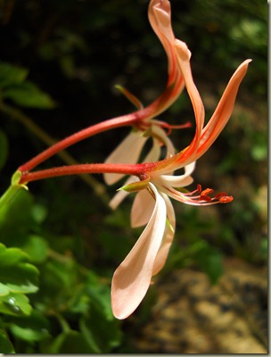 P. Acetosum P. Acetosum