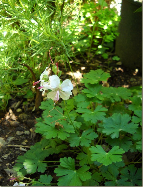 Geranium macrorrhizum Alba 2 Geranium macrorrhizum Alba 2