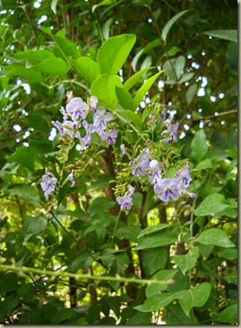 DSCN5881 DSCN5881