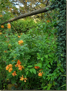 DSCN6653 DSCN6653