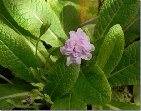 DSCN2648 DSCN2648