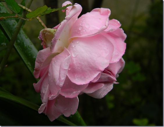 DSCN3622 DSCN3622