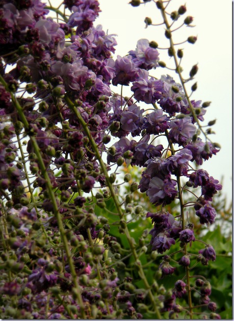 DSCN5973 DSCN5973