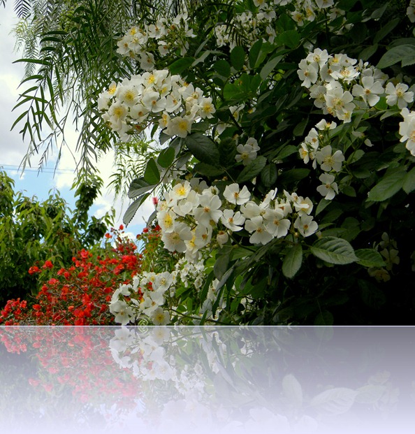 DSCN9276 DSCN9276