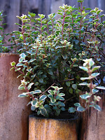 Lemon Thyme (Thymus citriodorus variegata)