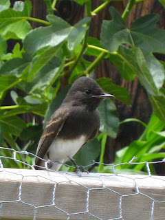 Black Phoebe - keeping the insects in check