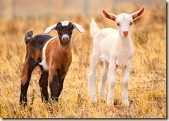 babygoats