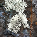 Lichen