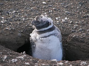 Walking with Penguins