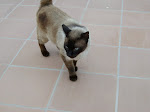 SV400135.JPG