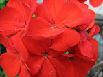 More flowers, macro