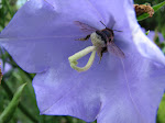 Super macro - the front of the camera lens was almost touching that nearest edge of the petal.