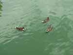 IMG_2812.JPG